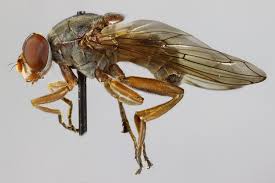 Image result for Brachychloa