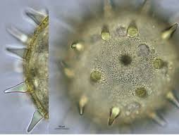 Image result for Hibiscus aponeurus