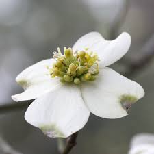 Image result for Cornaceae