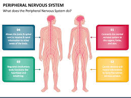 Image result for Peripheral Nervous System