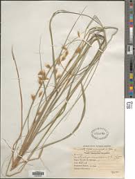 Image result for Zonotriche