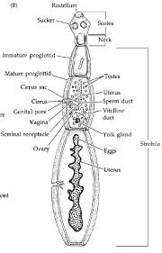 Acute liver fluke disease is related to the damage caused by the migration of immature flukes which leads to liver inflammation, hemorrhage, necrosis, and fibrosis. Http Www Bio Umass Edu Micro Klingbeil 590s Lectures 12590lect21 Pdf