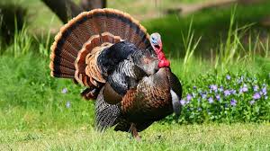 Woow Pics On Twitter Birds Wallpaper Hd Animals Turkey Bird
