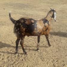 Sirohi Goats Wholesale Price Mandi Rate For Sirohi Goats