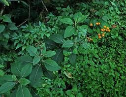 Image result for Girardinia bullosa