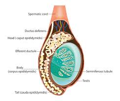 The epididymis consists of three parts: Testes Hormones Australia