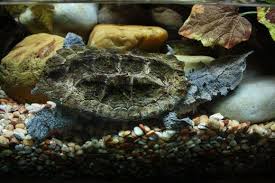 Taking Care Of Your Pet Mata Mata Turtle Unusual Animals Weird Looking Animals Turtle