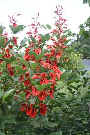 Image result for Erythrina livingstoniana