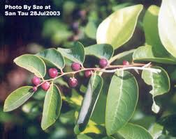 Image result for Phyllanthus reticulatus