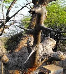 Image result for Commiphora caerulea