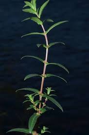 Image result for Ammannia aegyptiaca