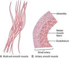 In the single unit smooth muscle, the fibers are connected by gap junctions. Excitation And Contraction Of Smooth Muscle Membrane Physiology Nerve And Muscle Guyton And Hall Textbook Of Medical Physiology 12th Ed