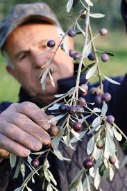Holidays in the olive grove