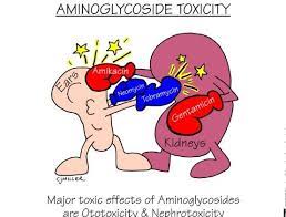 Aminoglycosides Mnemonic Pharmacology Nursing Nursing Mnemonics Nurse