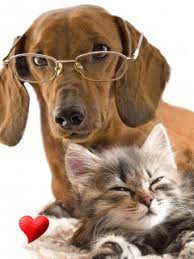 Gato y perro GIF - Descargar & Compartir en PHONEKY