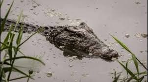 ???? ظهور تمساح كبير وعائلته فى مصرف بالزوامل بالشرقية يثير حالة من الهلع بين  الأهالي ... أثار ظهور عدد من التماسيح فى أحد المصارف بنطاق مركز بلبيس  محافظة الشرقية حالة من الهلع