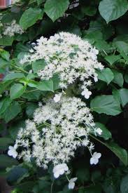 It will likely take a. Buy Climbing Hydrangea Petiolaris 3 Gallon Free Shipping For Sale 3 Gallon From Wilson Bros Gardens Online