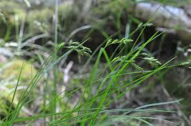 Image result for Carex leptosaccus