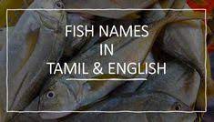 fish names in tamil english tamil nadu fishes let s go fishing get to know your fish fish how to cook fish marine fish