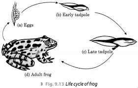 Check spelling or type a new query. Reproduction In Animals Class 8 Extra Questions Science Chapter 9 Learn Cbse