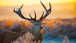 Desktop Computer Vga High Resolution Wild Animal Download Hd Desktop Mobile Wallpaper And Background Images Deer Wallpaper Animal Wallpaper Animals With Horns