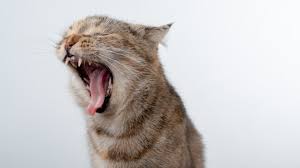 There are dangers to placing an older cat under anesthetic. Dental Disease In Senior And Older Cats Causes Signs And Treatment