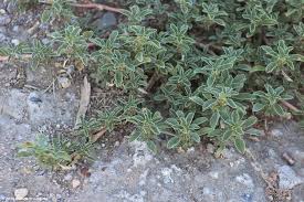 Image result for Amaranthus schinzianus