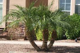 Pygmy Date Palm Desert Horizon Nursery Plants Outdoor Plants Mediterranean Landscaping