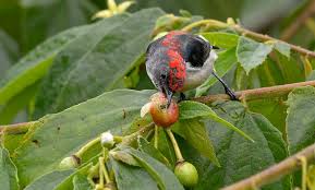 Selain itu harga burung di setiap daerah juga berbeda beda. Manfaat Buah Kersen Atau Talok Untuk Membantu Burung Kicau Cepat Gacor Burungnya Com