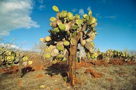 Pega pega (pisoniafloribunda) es un gran árbol de muchas ramas que crece hasta 15 metros de altura en la zona de transición, que normalmente está cubierta de musgos y líquenes. La Impresionante Flora Y Fauna De Las Islas Galapagos