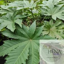 Image result for Ricinus
