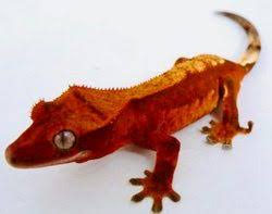 Crested Gecko Morphs And Color Variations Care Guides For