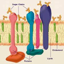 We did not find results for: Plant Life Lipids
