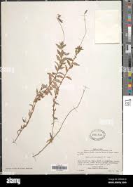 Image result for Lobelia blantyrensis