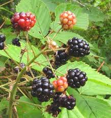 Image result for Rubus iringanus