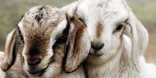 تحميل أحلى صور الماعز صور ماعز او معزة Baby Goats Cute Baby Animals Animals Beautiful
