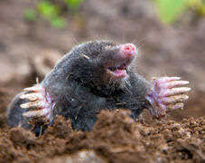 We did not find results for: How To Get Rid Of Moles Pest Control Products