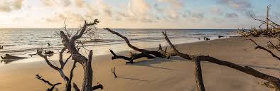 jekyll island beaches driftwood beach glory beach great