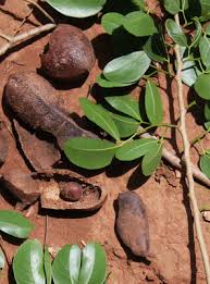 Image result for Hymenaea courbaril