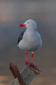 Akhan2001 Gull Bird Pictures Photo