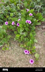 Image result for Ipomoea pes-caprae