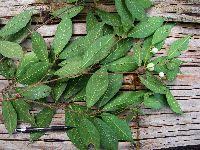 Image result for Ficus amadiensis