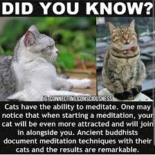 Mindfulness Meditation Cats Cat Spirit Cat Facts