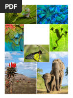 Image result for Tridactyle scottellii