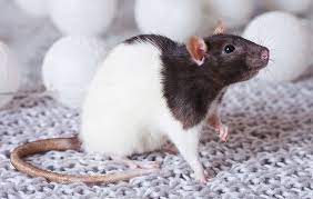 But what has to be done has to be done. Rat Symbolism Meaning Totem Spirit Omens World Birds