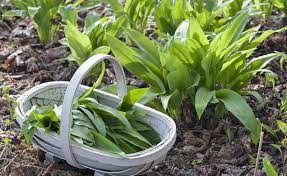 Pin Auf Garten