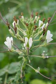 Image result for Cleome gynandra