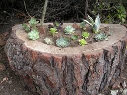 Jardin Exotique Un Tronc D Arbre Devient Un Element Decoratif