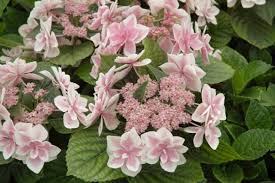 Image result for Hyparrhenia gazensis