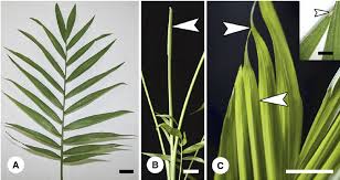 Some pinnately compound leaves branch again, developing a second set of pinnately compound leaflets (bipinnately compound). Mature Chamaedorea Elegans Palm A A Mature Pinnately Compound Leaf Download Scientific Diagram